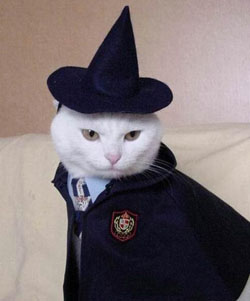 A cica, aki olyan akart lenni, mint Harry Potter. =)